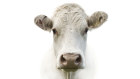 Auckland BioSciences sources its serum from cows, sheet and pigs.