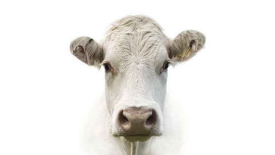 Foot and mouth explainer