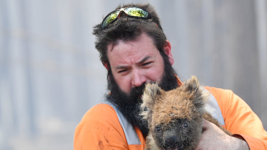 Adelaide wildlife rescuer Simon Adamczyk with a koala near Cape Borda on Tuesday. 