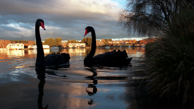 ‘It’s just a matter of when’: Australia war-gaming deadly bird flu outbreak