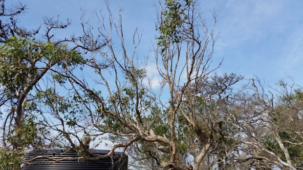 A koala sits in an 'overgrazed' Eucalypt tree on French Island. 