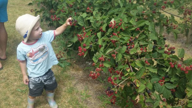 Andy Valente's son Davey picking berries at Berry Good farm in Rocky River.
