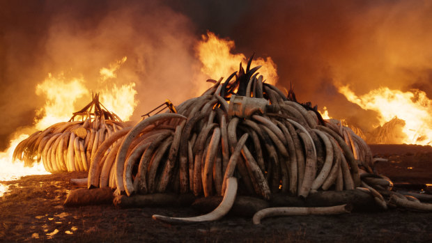 In this still from Anthropocene, elephant tusks burn at Nairobi National Park, Kenya. 