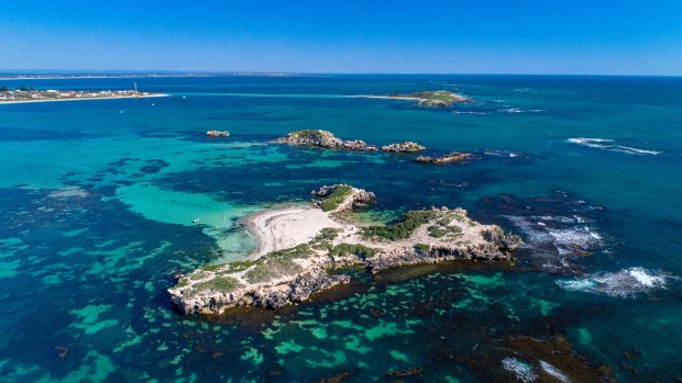 Penguin Island is in the Shoalwater Islands Marine Park, which offers some of Perth’s premier day-trip nature experiences.  