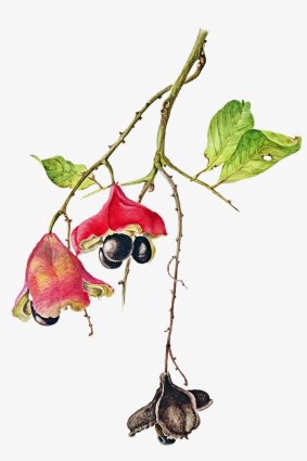 “Magnolia Seed Pods,” 2008, by Jessica Tcherepnine.