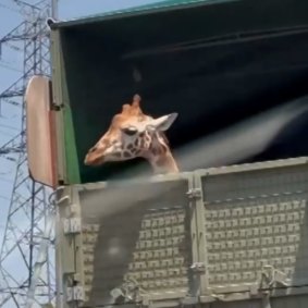 Commuters spot a giraffe being driven from Australia Zoo to Werribee Open Range Zoo.