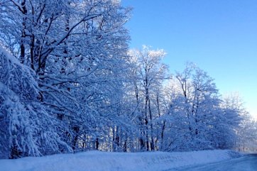 A snow-clad forest in Vermont, USA.