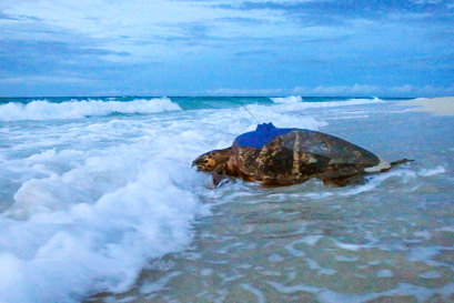 A tagged hawksbill turtle returns to the sea at Milman Island on the Great Barrier Reef.