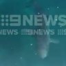 Warning for Rottnest crayfishers as sharks circle inflatable boat