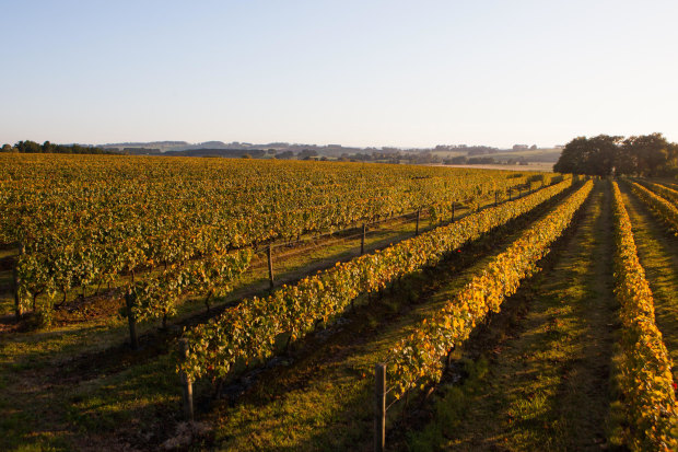Bass Phillip vineyards at Leongatha in Victoria.