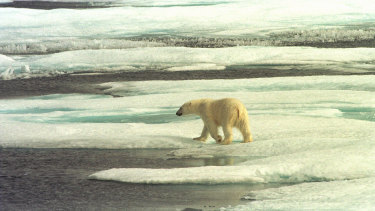 A polar bear on the Arctic sea ice off Alaska.