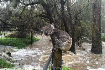 A saturated koala amid the latest flood crisis. 
