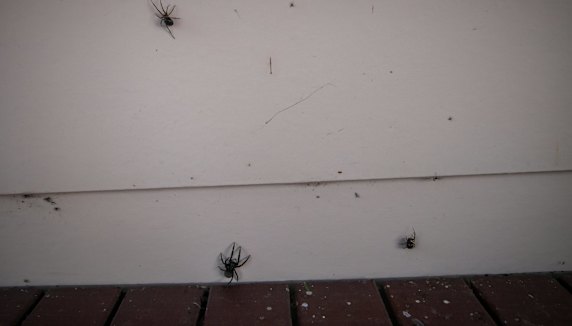 Spiders drive themselves up the wall, if not the home’s human occupants.