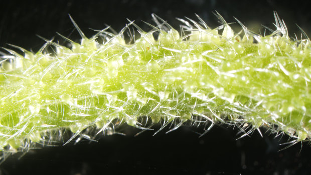 A close-up of the Gympie-Gympie's tiny needles which cover its stem and leaves, administering a dose of venom to any animal which brushes against it.