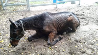 A Collie couple were fined for starving Rio.