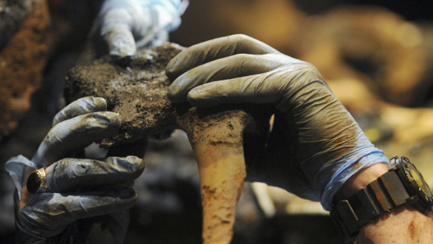 An archaeologist at the Whydah Pirate Museum holds  what is believed to be a leg bone which will be tested to see if the remains discovered are those of Whydah Captain Samuel Bellamy, or "Black Sam" Bellamy. 