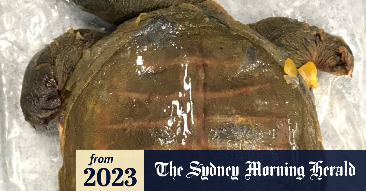 Biosecurity: Dead turtles among tonnes of products found in haul