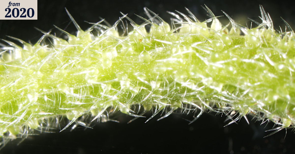 Queensland researchers expose secrets of Australia's venomous tree