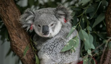 A koala found dazed by a busy road in Campbelltown, home to a disease-free colony.