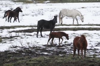 Brumbies also known as feral horses or wild horses, are consuming native flora struggling to recover from the summer's bushfires.