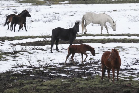 Brumbies also known as feral horses or wild horses, are consuming native flora struggling to recover from the summer's bushfires.