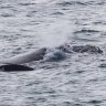 Portland rejoices as southern right whale blows in with her new calf