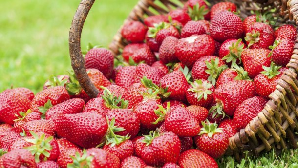 Queensland’s winter strawberry season was officially launched on Tuesday. 