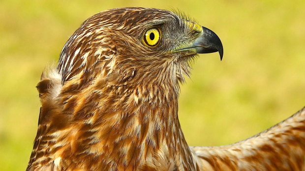 Harry the swamp harrier, whose migration habits a team of Canberra researchers are studying.