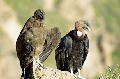 Condors have been rescued, vaccinated and released in the United States.