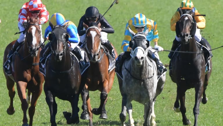 High hopes: My Nordic Hero, second from right with Hugh Bowman in the saddle, returns to Randwick in race 7, the Summer Cup.