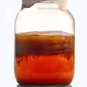 A jar of kombucha tea during the fermentation process.