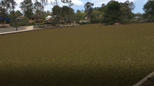 Salvinia weed chokes Forest Lake in October 2018 before contractors cleared the lake in November 2018.