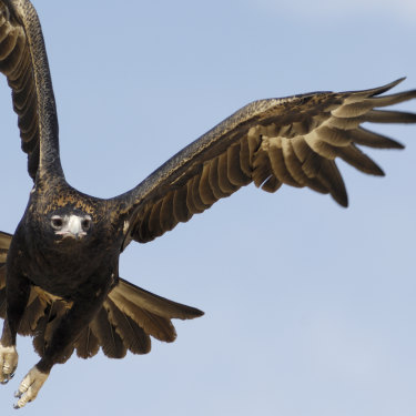 A wedge-tailed eagle in flight.