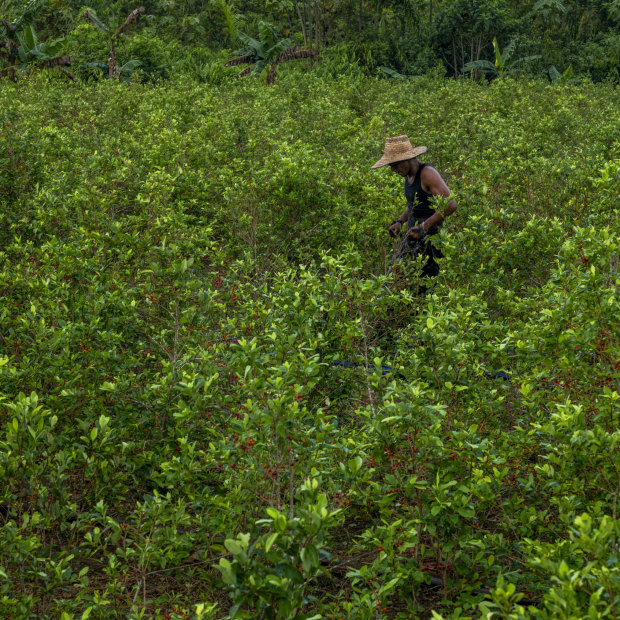 Roger Guzman harvests coca leaves in the small town of Cano Cabra, in central Colombia.