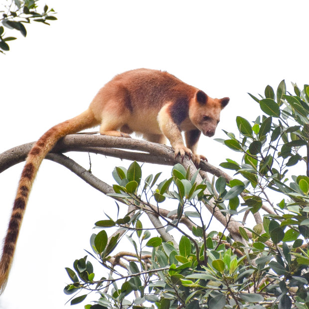 With no monkeys or lemurs as competition, the tree kangaroo evolved.
