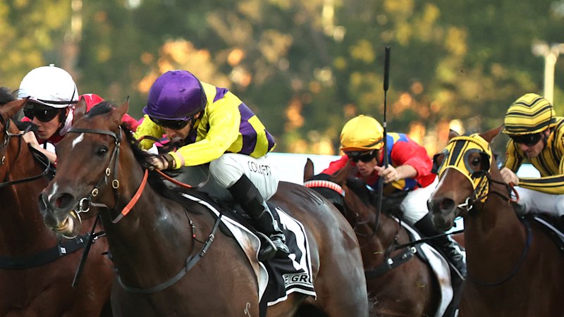 Race-by-race preview and tips for Rosehill on Wednesday