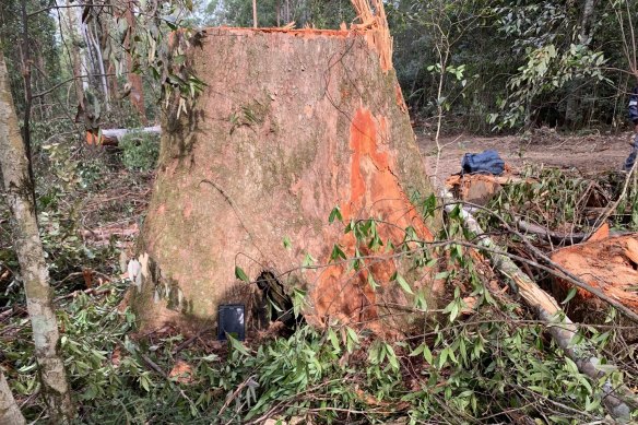 One of the giant trees that contractors felled in the Wild Cattle Creek State Forest that prompted the  EPA to issue a Stop Work Order in July 2020.