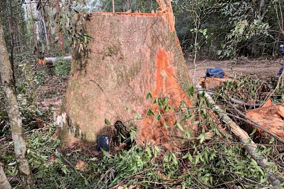 One of the giant trees that contractors felled in the Wild Cattle Creek State Forest that prompted the  EPA to issue a Stop Work Order in July 2020.