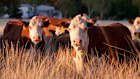 Solid beef and cattle prices, better rainfall in southern Australia and a buoyant residential real estate market  in country Australia mean a better outlook for agribusiness group Elders. 