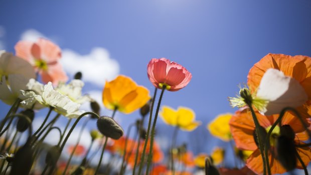 Canberrans will be celebrating the warmer spring weather when Floriade arrives.
