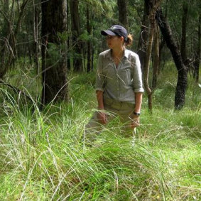 University of Queensland researcher Zoe Stone in the Eastern bristlebird's natural habitat in south-east Queensland.