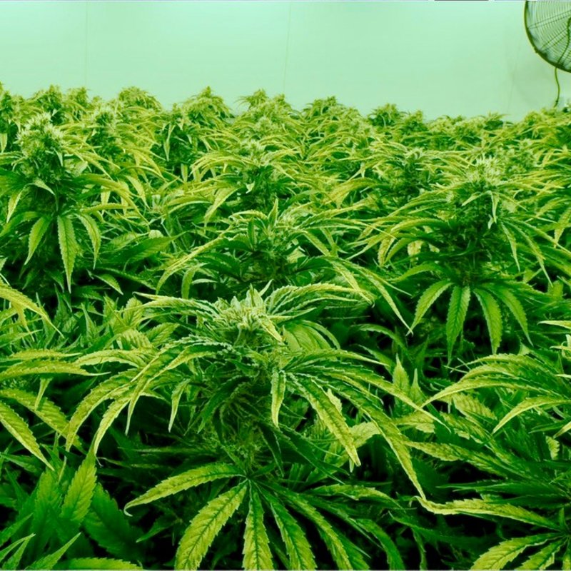 the steady bloom of australia s canna biz
