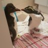 WA wildlife carer farewells mysterious penguins as they travel home to Antarctica