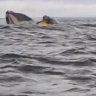 Whale swallows kayaker