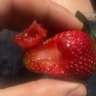 Perth schoolboy has close call with needle as strawberry scandal spreads