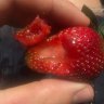 'My daughter could have choked on that': Logan man finds needles in berries