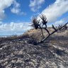 Scorched Fraser Island to reopen, as heat remains over emergency response