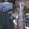 Damage after a strong storm front hit Perth on the weekend of May 31 / June 1, 2026. Picture: 9News Perth