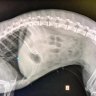 Three-kilogram dog swallows four-centimetre fishing hook, survives