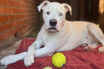 People shelling out thousands for a fake puppy worsens the chances for dogs like Ghost to be rehomed, says the Dogs' Refuge Home. 